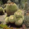 Echinocactus_grusonii_3